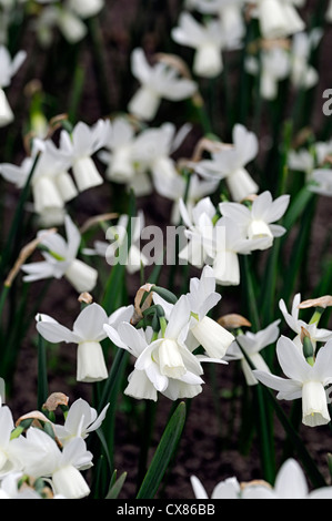 Narcissus triandrus ailes de glace angels tears white jonquille fleur fleurs jonquilles narcisses bulbes de fleurs de printemps Banque D'Images