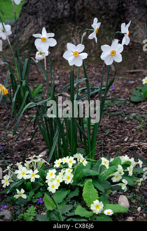 Narcissus poeticus recurvus jonquille AGA vieux faisans eye décor boisé primrose Primula vulgaris la plantation mixte mix scheme Banque D'Images