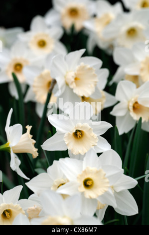 Narcissus salome division 2 photo macro Close up de la Jonquille fleur fleurs pétales blanc crème jaune ouvre la coupe devient rose Banque D'Images