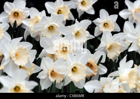 Narcissus salome division 2 photo macro Close up de la Jonquille fleur fleurs pétales blanc crème jaune ouvre la coupe devient rose Banque D'Images