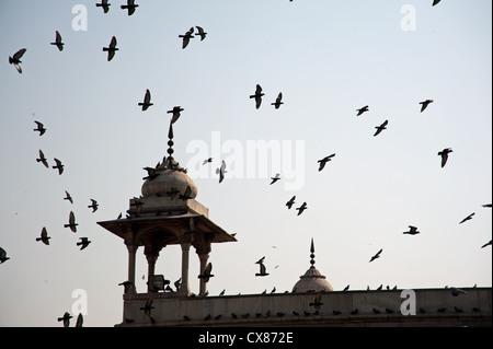 Tout un troupeau de pigeons sur le haut des remparts du Fort Rouge à New Delhi, en Inde. Le troupeau a tendance à se déplacer en groupe. Banque D'Images