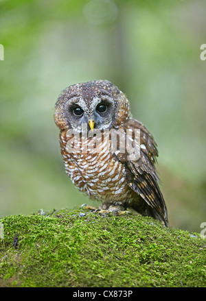 Bois de l'Afrique de l'Owl Strix woodfordii perché sur une banque moussu Banque D'Images