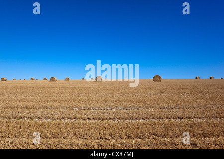 Un champ fraîchement récoltés à la fin de l'été champ de chaumes avec de grandes bottes de paille rondes sur le sommet d'une colline sous un ciel bleu Banque D'Images