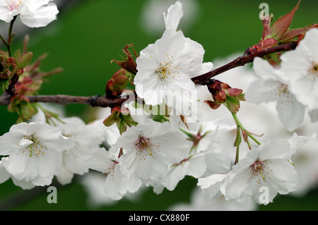 Prunus hisakura Japanese Cherry Hill Cherry Cherry Cherry oriental de l'Asie de l'Est blanc fleurs printemps Banque D'Images