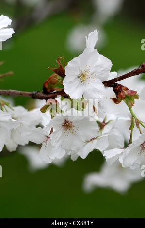 Prunus hisakura Japanese Cherry Hill Cherry Cherry Cherry oriental de l'Asie de l'Est blanc fleurs printemps Banque D'Images