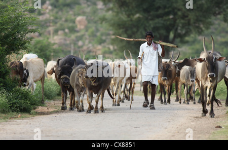 L'homme rural indien avec un troupeau de zébus Inde du Sud Banque D'Images