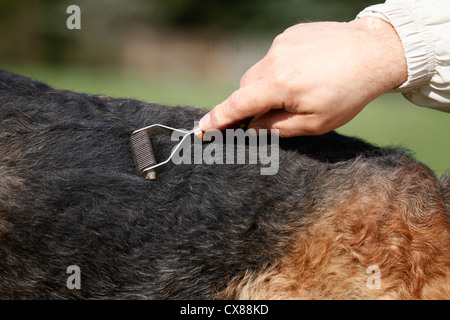 clip un airedale Banque D'Images