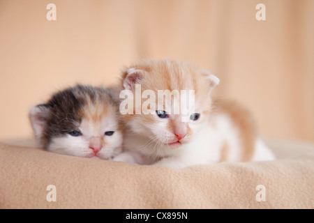 chaton nouveau-né Banque D'Images