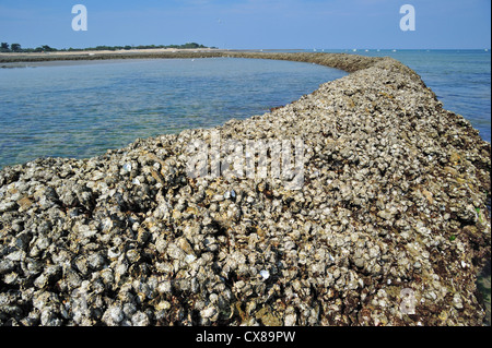 Ancienne cité médiévale de poisson / écluse, façon traditionnelle de piéger les poissons à marée basse sur l'île Ile de Ré, Charente-Maritime, France Banque D'Images