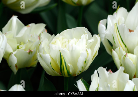 Tulipa fosteriana empereur exotiques double blanc jardin de fleurs de printemps fleurs tulipes fleur double couleur couleur Banque D'Images