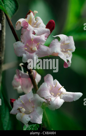 Weigela bouisson fleur fleurs fleurs fleurs arbustes arbustes plante blanc rose gros plan portraits selective focus Banque D'Images