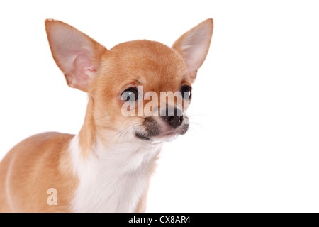 Chihuahua à poils courts Banque D'Images