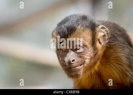 Close-up of a smiling singe look sournois Banque D'Images