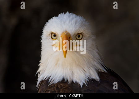 Portrait d'un pygargue à tête blanche (Haliaeetus leucocephalus) lat. close up Banque D'Images