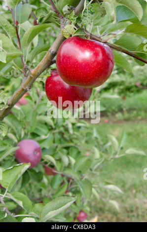 New York, LaFayette. Apple orchard typique dans le nord de New York au moment de la récolte. Banque D'Images