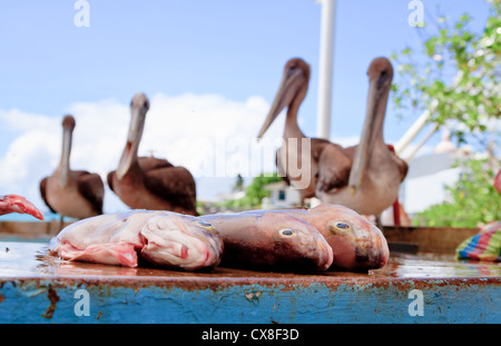 Des pélicans en attente de déjeuner dans le marché aux poissons Banque D'Images