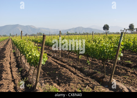 Elk198-1295, Santiago, Chili Undurraga Winery, vignoble Banque D'Images