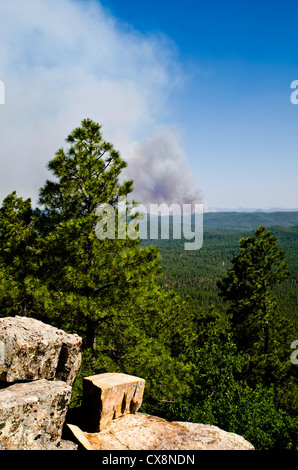 Le Poco feu brûler dans la forêt nationale de Tonto six milles au nord-est de jeunes, de l'Arizona. Juin 2012. Banque D'Images