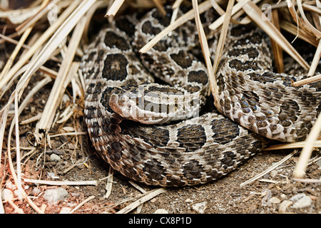 Massasauga Sistrurus catenatus catenatus crotale est un petit Banque D'Images