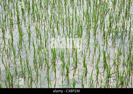 Rizières nouvellement plantées dans la Chine du sud-est de plus en plus Banque D'Images