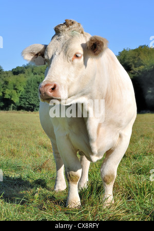 Belle Charolais dans un pré vue avant Banque D'Images