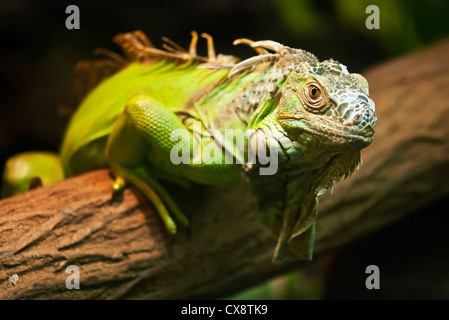 Un gros plan d'un iguane vert, reposant sur une branche d'arbre Banque D'Images