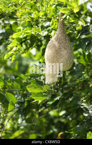 Baya Weaver Ploceus philippinus nest - Andhra Pradesh - Inde du Sud Banque D'Images