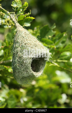 Baya Weaver Ploceus philippinus nest - Andhra Pradesh - Inde du Sud Banque D'Images