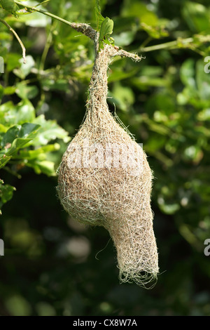 Baya Weaver Ploceus philippinus nest - Andhra Pradesh - Inde du Sud Banque D'Images