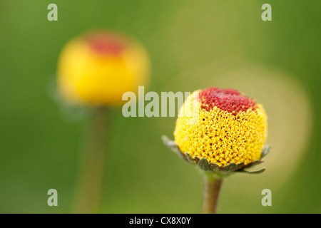 Paracress. Spilanthes Acmella oleracea ou. Banque D'Images