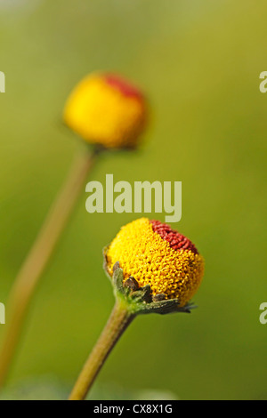 Paracress. Spilanthes Acmella oleracea ou. Banque D'Images