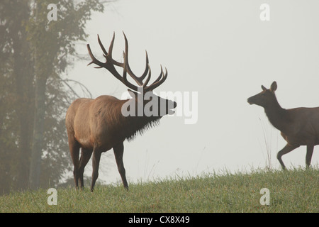 Un bull elk bugles dans la brume. Banque D'Images