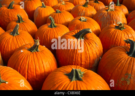 Pumpkins sur écran à la ferme stand Banque D'Images