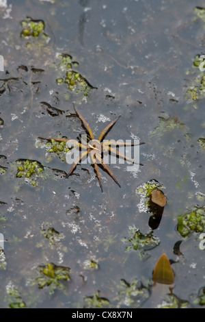 Swamp (Raft) Araignée Dolomedes fimbriatus adulte sur surface de l'eau Banque D'Images