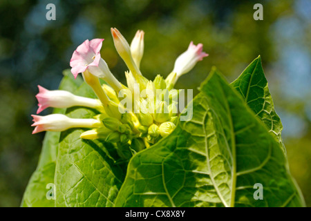 Plante de tabac. Nicotiana tabacum. Banque D'Images