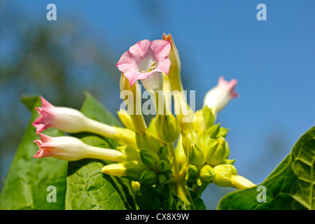 Plante de tabac. Nicotiana tabacum. Banque D'Images