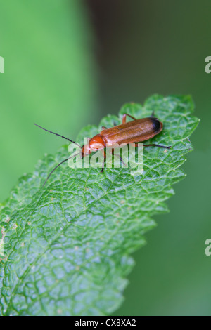 Beetle Rhagonycha fulva soldat coléoptère adulte au repos sur une feuille Banque D'Images