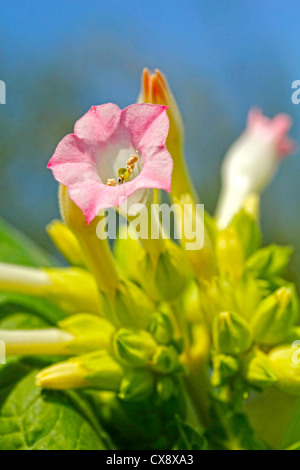 Plante de tabac. Nicotiana tabacum. Banque D'Images