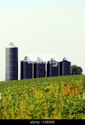 Cinq silos dans un champ de soya à la ferme Banque D'Images