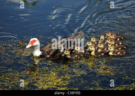 Canard scobie avec douze canetons mignons Banque D'Images