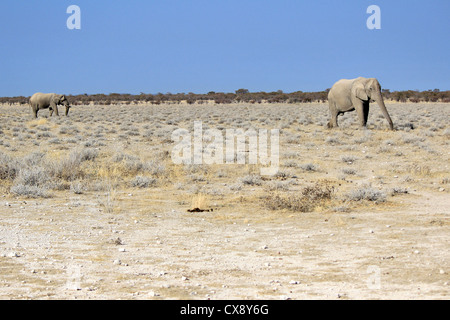 L'éléphant d'Afrique éléphant dans la réserve d'Etosha, Namibie Banque D'Images