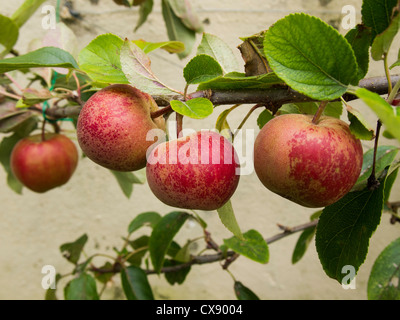 Quatre manger des pommes mûres rouge suspendu à une branche dans un jardin Banque D'Images