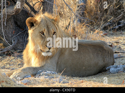 Young male lion (Panthera leo) allongé dans l'herbe, Etosha National Park, Namibie Banque D'Images