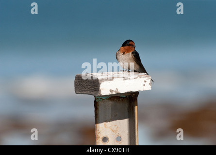 Hirondelle rustique (Hirundo neoxena Welcome) adulte perché sur vieux bateau Nuytsland Septembre réserve naturelle l'ouest de l'Australie Banque D'Images