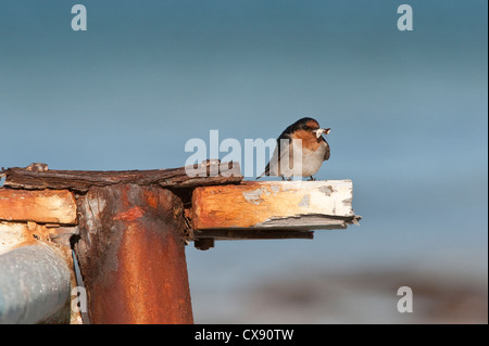 Hirondelle rustique (Hirundo neoxena Welcome) adulte, avec un bec alimentaire perché sur vieux bateau Nature Nuytsland réserver l'ouest de l'Australie Septembre Banque D'Images