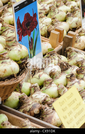 Amaryllis bulbes pour la vente au marché aux fleurs d'Amsterdam Banque D'Images