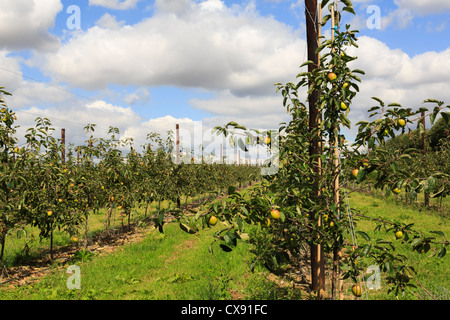 Verger de pommiers avec des pommes mûres poussant sur les rangées de treillis de jeunes arbres à la fin de l'été dans le Kent, Angleterre, Royaume-Uni, Angleterre Banque D'Images