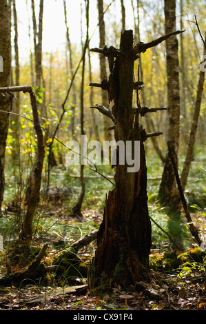 Forêt de bouleaux Banque D'Images