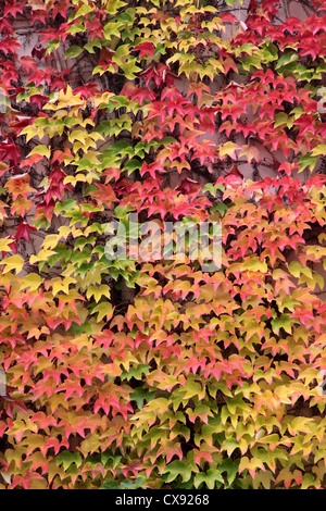 Les feuilles colorées de la vigne sauvage en automne à St Goar dans la vallée du Rhin moyen, Rhénanie-Palatinat, Allemagne Banque D'Images