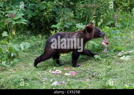 Grizzly Bear Cub pêcher le saumon de l'Alaska à Hyder Banque D'Images